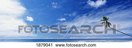 Palm Tree On Beach View Large Photo Image Stock Image - Palm Tree On Beach. Fotosearch