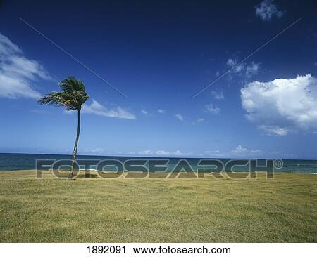 Stock Image - Palm Tree On Beach. Fotosearch