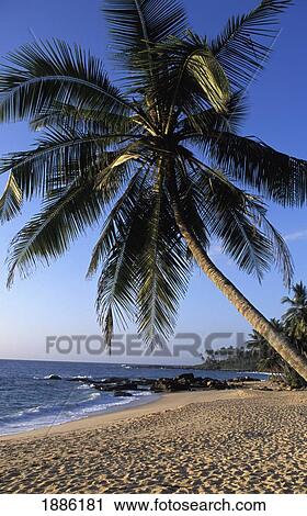 Stock Image - Palm Tree On Tangalle Beach. Fotosearch