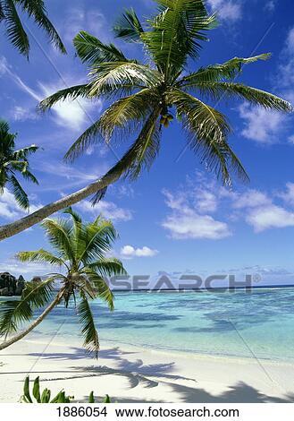 Picture - Palm Tree On Tropical Beach In Anse Sourse D'argent. Fotosearch