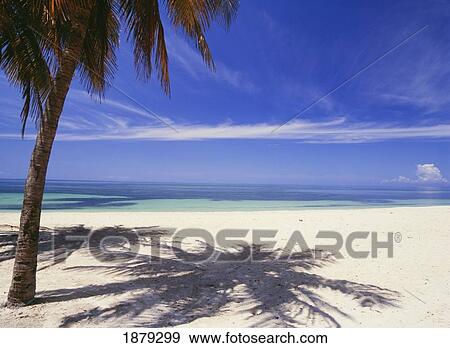 Palm Tree On Tropical Beach, Playa Ancon View Large Photo Image Stock Photo - Palm Tree On Tropical Beach, Playa Ancon. Fotosearch