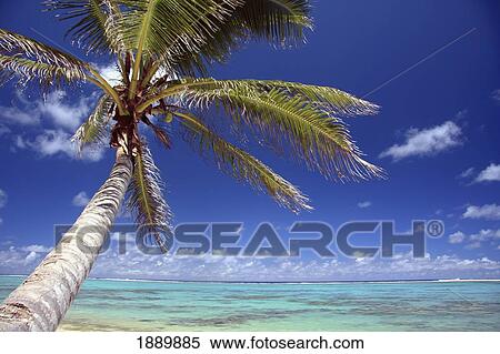 Palm Tree On Tropical Beach View Large Photo Image Stock Photography - Palm Tree On Tropical Beach. Fotosearch