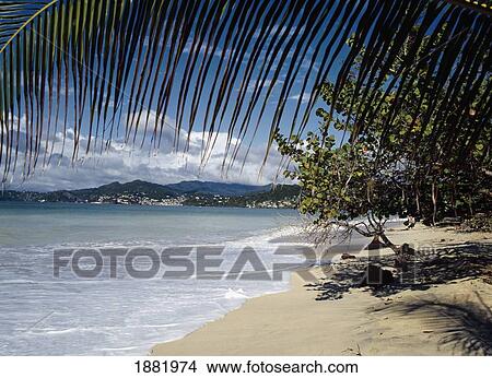 Picture - Palm Tree Over Beach. Fotosearch