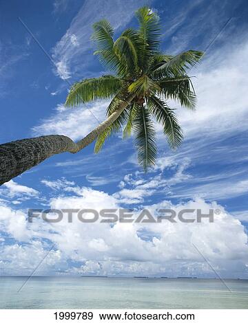 Stock Photo - Palm Tree Over Clear Calm Turquoise Waters, Swirling White Clouds, Blue Sky C1683. Fotosearch