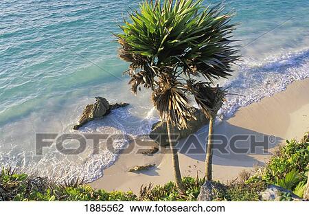 Stock Image - Palm Tree Over Tropical Beach, Aerial View. Fotosearch