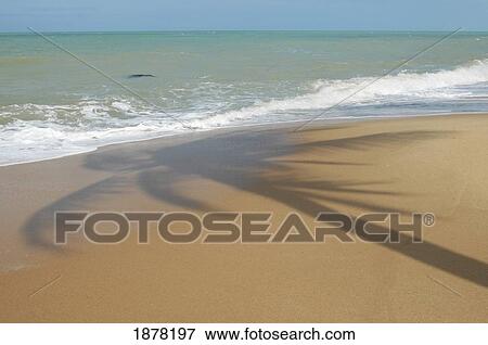 Stock Photo - Palm Tree Shadow On Sandy Beach. Fotosearch