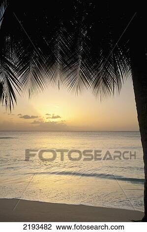Stock Image - Palm tree silhouette at dusk on West coast; Barbados. Fotosearch