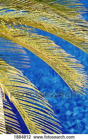 Palm Tree, South Beach, Close Up View Large Photo Image Stock Image - Palm Tree, South Beach, Close Up. Fotosearch