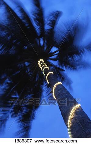Palm Tree With Fairy Lights, Blurred Motion View Large Photo Image Stock Photo - Palm Tree With Fairy Lights, Blurred Motion. Fotosearch