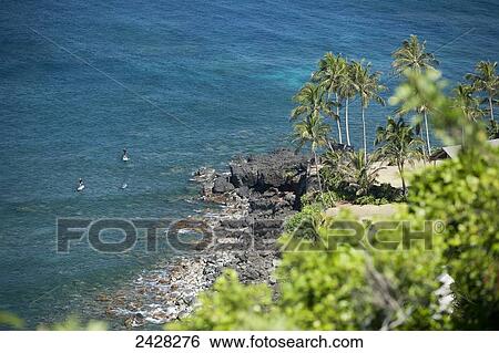 Stock Photograph - Palm trees along a coastline. Fotosearch