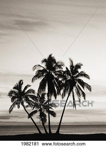 Palm trees along the water's edge View Large Photo Image Stock Image - Palm trees along the water's edge. Fotosearch