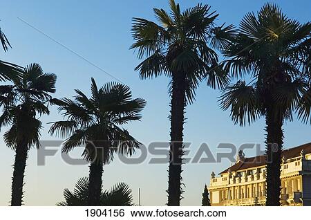 Stock Photograph - Palm Trees And 19Th Century Hotels Downtown Opatija, Croatia. Fotosearch