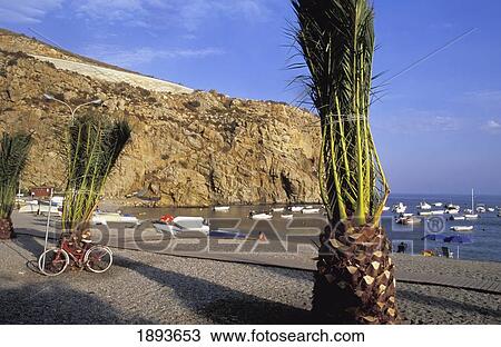 Palm Trees And Bicycle On Beach View Large Photo Image Stock Image - Palm Trees And Bicycle On Beach. Fotosearch