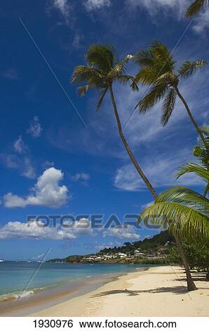 Palm Trees And Blue Sky At Grand Anse Beach; Carriacou Island, Grenada View Large Photo Image Stock Photograph - Palm Trees And Blue Sky At Grand Anse Beach; Carriacou Island, Grenada. Fotosearch