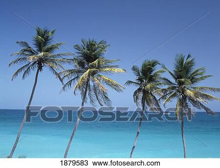 Stock Image - Palm Trees And Caribbean. Fotosearch