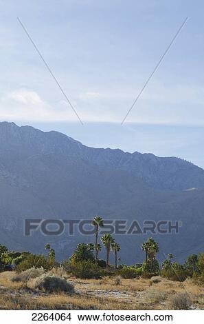 Picture - Palm Trees And Desert Vegetation Set Against A Mountain Backdrop; Palm Springs California Usa. Fotosearch