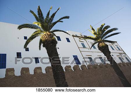 Stock Image - Palm Trees And Exterior Of Building, Essaouira, Morocco. Fotosearch