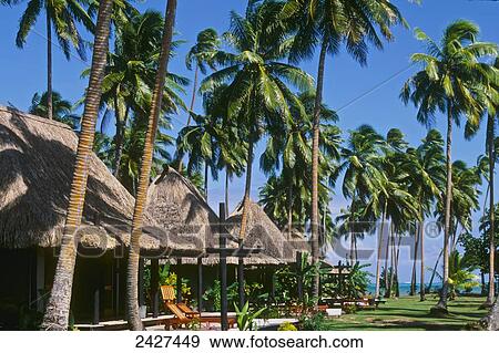 Palm trees and thatched roof huts; Wakaya Island, Fiji View Large Photo Image Stock Photo - Palm trees and thatched roof huts; Wakaya Island, Fiji. Fotosearch