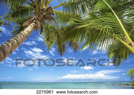 Palm trees and the pacific ocean on the coast of an hawaiian island; Hawaii, United States of America View Large Photo Image Stock Image - Palm trees and the pacific ocean on the coast of an hawaiian island; Hawaii, United States of America. Fotosearch