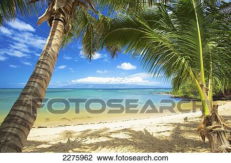 Palm trees and the pacific ocean on the coast of an hawaiian island; Hawaii, United States of America View Large Photo Image Stock Image - Palm trees and the pacific ocean on the coast of an hawaiian island; Hawaii, United States of America. Fotosearch
