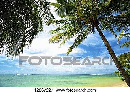 Stock Photo - Palm trees and turquoise water; Kauai, Hawaii, United States of America. Fotosearch