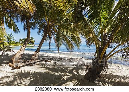 Stock Image - Palm trees and white sand beach on Laughing Bird Caye National Park; Belize. Fotosearch