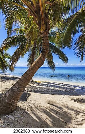 Palm trees and white sand beach on Laughing Bird Caye National Park; Belize View Large Photo Image Stock Image - Palm trees and white sand beach on Laughing Bird Caye National Park; Belize. Fotosearch