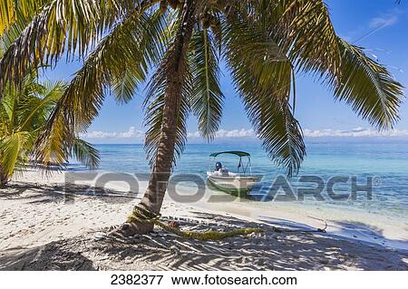 Palm trees and white sand beach on Laughing Bird Caye National Park; Belize View Large Photo Image Stock Photo - Palm trees and white sand beach on Laughing Bird Caye National Park; Belize. Fotosearch