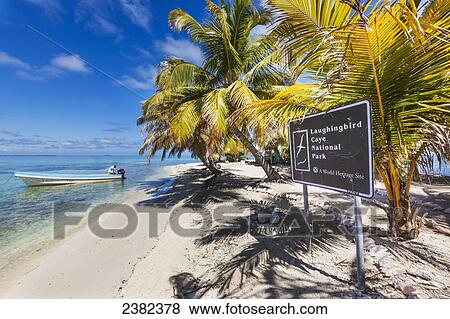 Palm trees and white sand beach on Laughing Bird Caye National Park; Belize View Large Photo Image Stock Photo - Palm trees and white sand beach on Laughing Bird Caye National Park; Belize. Fotosearch