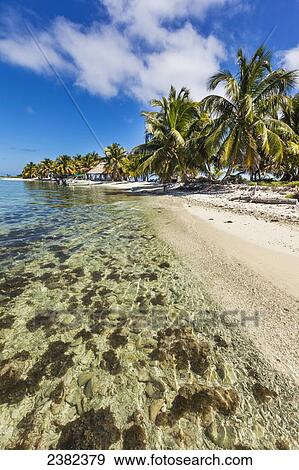 Stock Photo - Palm trees and white sand beach on Laughing Bird Caye National Park; Belize. Fotosearch