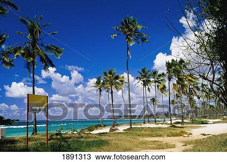 Stock Image - Palm Trees At Coco Beach. Fotosearch