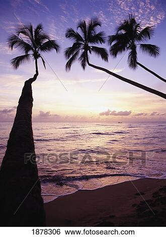 Palm Trees At Dusk View Large Photo Image Stock Photograph - Palm Trees At Dusk. Fotosearch