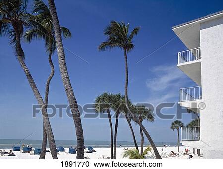 Palm Trees At Fort Myers Beach View Large Photo Image Stock Image - Palm Trees At Fort Myers Beach. Fotosearch