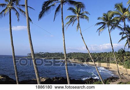 Palm Trees At Goyam Beach View Large Photo Image Stock Image - Palm Trees At Goyam Beach. Fotosearch