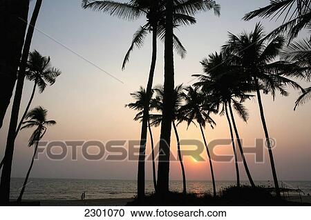 Stock Image - Palm trees at sunset, Anjuna Beach, Goa State, India, Asia.. Fotosearch