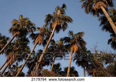 Picture - Palm trees at sunset; Island of Lopud, Croatia. Fotosearch