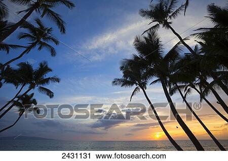 Stock Image - Palm trees at sunset, Keawekapu Beach; Maui, Hawaii, United States of America. Fotosearch