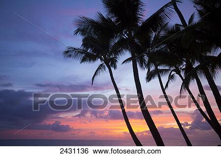 Stock Photograph - Palm trees at sunset, Keawekapu Beach; Maui, Hawaii, United States of America. Fotosearch