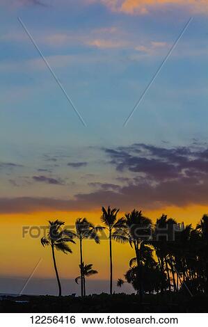 Stock Photograph - Palm trees at sunset; Kona, Island of Hawaii, Hawaii, United States of America. Fotosearch