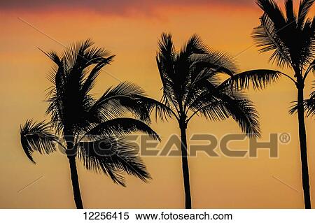 Stock Photography - Palm trees at sunset; Kona, Island of Hawaii, Hawaii, United States of America. Fotosearch