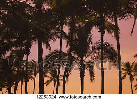 Palm trees at sunset; Mazatlan, Mexico View Large Photo Image Picture - Palm trees at sunset; Mazatlan, Mexico. Fotosearch