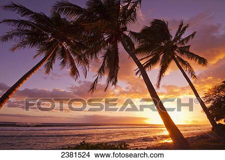 Picture - Palm trees at sunset; Olowalu, Maui, Hawaii, United States of America. Fotosearch