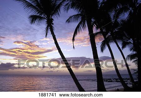 Stock Image - Palm Trees At Sunset. Fotosearch