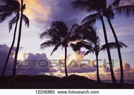 Stock Photography - Palm trees at sunset; Wailea, Maui, Hawaii, United States of America. Fotosearch