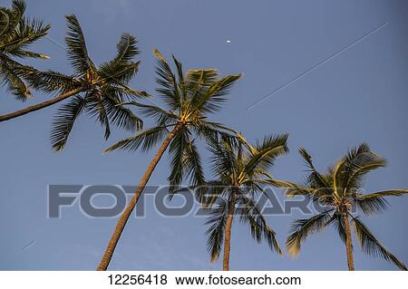 Stock Photo - Palm trees at sunset with the moon in a blue sky; Kona, Island of Hawaii, Hawaii, United States of America. Fotosearch