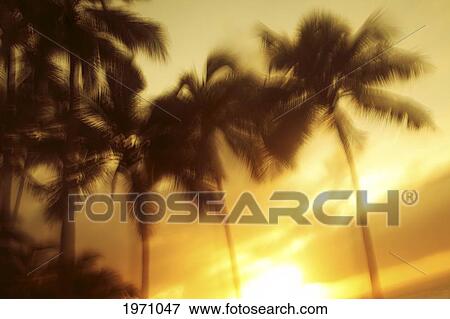 Stock Photo - Palm Trees Blowing In The Wind, Slow Shutter Speed.. Fotosearch