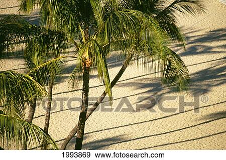 Stock Photo - Palm Trees Casting Shadows Onto White Sand Beach, View From Above. Fotosearch