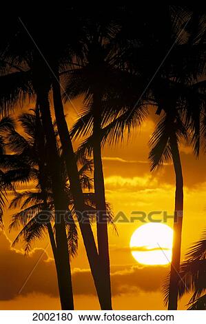 Palm Trees Frame Golden Sun Ball In Orange Skies With Clouds At Sunset View Large Photo Image Stock Image - Palm Trees Frame Golden Sun Ball In Orange Skies With Clouds At Sunset. Fotosearch