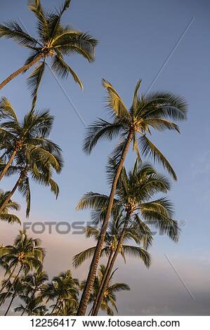 Stock Photo - Palm trees glowing at sunset; Kona, Island of Hawaii, Hawaii, United States of America. Fotosearch