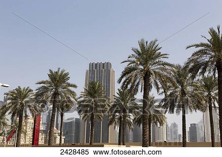 Stock Photography - Palm trees in a row with skyscrapers and blue sky in the background; Dubai, United Arab Emirates. Fotosearch